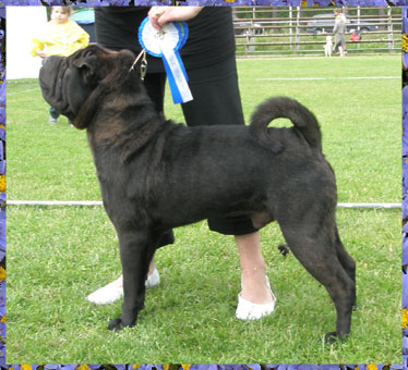 Dragon de Koshi Indiana Jones