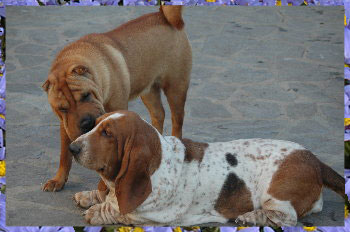 Dragon de Koshi Sweet Dream Justine con sus amigos