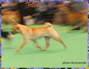 Multi Ch. Wrinkled Eyes Honey Cloe