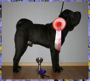 Dragon de Koshi Indiana Jones Negro