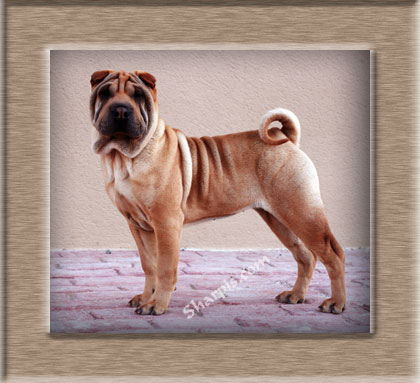 Dragon de Koshi Eternal Gold Jewel