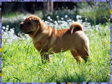 Dragon de Koshi Red Sweet Dream Justine