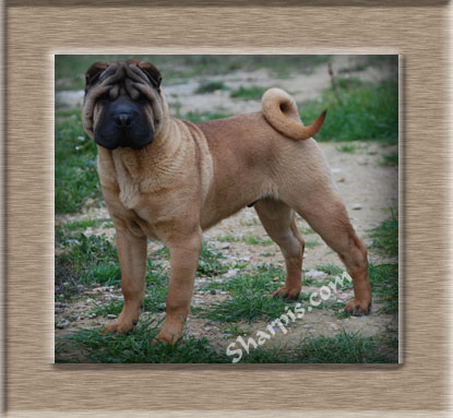 Dragon de Koshi Keeper you are the Music in me