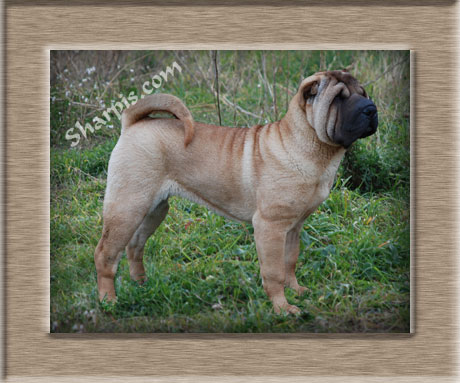 Dragon de Koshi the Sunset in Kenya