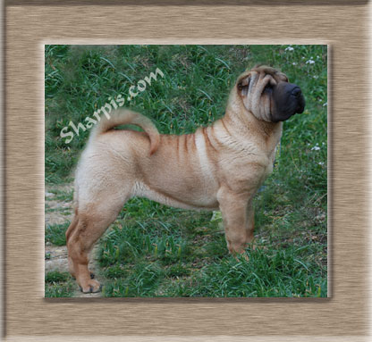 Dragon de Koshi the Sunset in Kenya