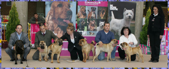 Mejor Lote de Cría Dragon de Koshi