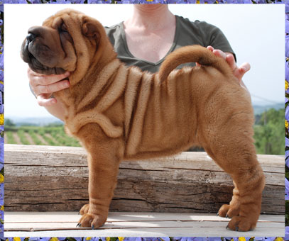 Dragon de Koshi Mistery Red Girl