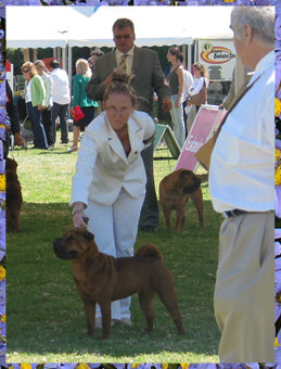 Ch. Svejii Veter Rainbow Victories for Nantou