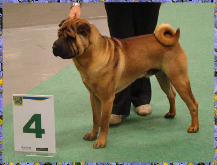 Dragon de Koshi Keeper you are the Music in me, 4º Clase Joven World Dog Show