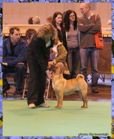 Multi Ch. Wrinkled Eyes Honey Cloe