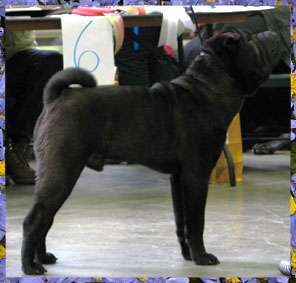 Dragon de Koshi Indiana Jones Negro