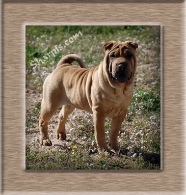 Dragon de Koshi Eternal Gold Jewel