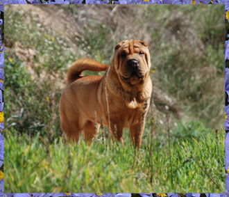 Dragon de Koshi Red Sweet Dream Justine