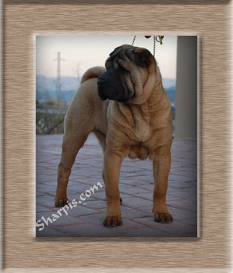 Dragon de Koshi Keeper you are the Music in me