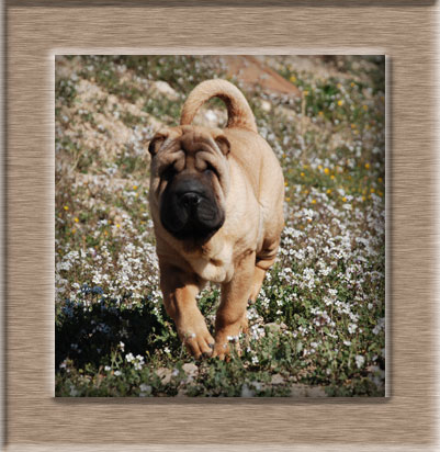 Dragon de Koshi the Sunset in Kenya