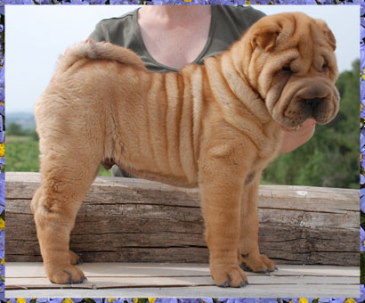 Dragon de Koshi Million Dollar Baby