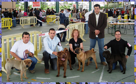 Some Dragones de Koshi