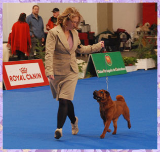 Svejii Veter Rainbow Victories for Nantou