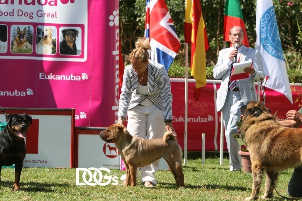 Gala Red del Dragon de Koshi
