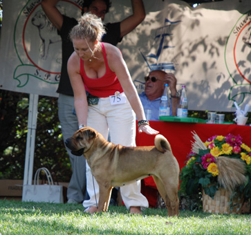 Ch. Gala Red del Dragon de Koshi